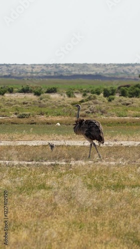 Elegant Darwin's rhea mom taking care of her chicks walking in natural wild environment photo