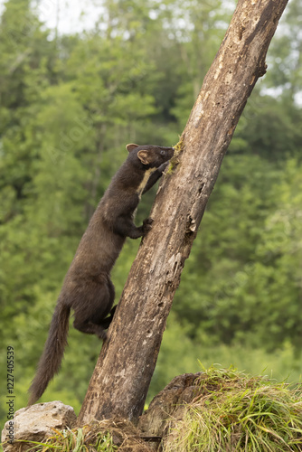 Marten climbing a tree in the forest, looking for food