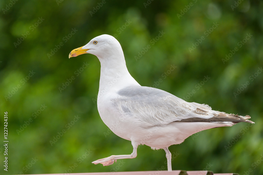 A European Herring Gull walking on a roof A European Herring Gull walking on a roof