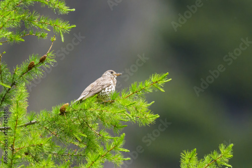 A Mistle Thrush sitting on a branch photo