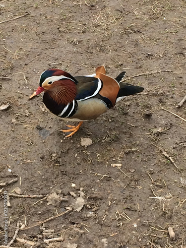 Mandarinente