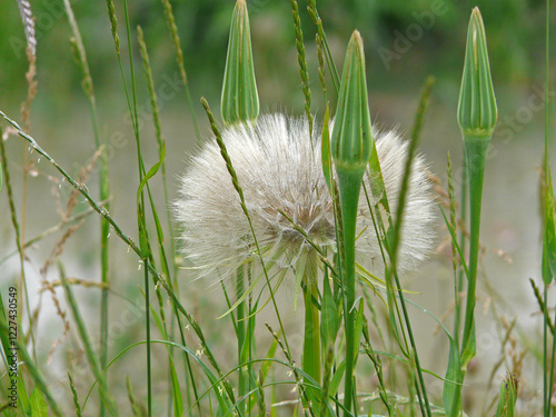 Pusteblume