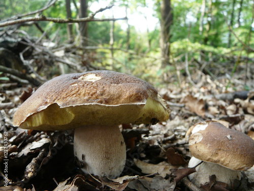Steinpilz