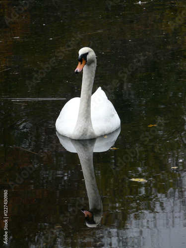 Stolzer Schwan