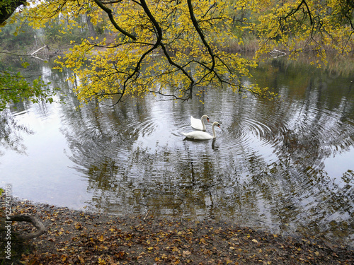 Teich mit Schwan