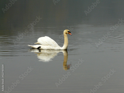 Schwan