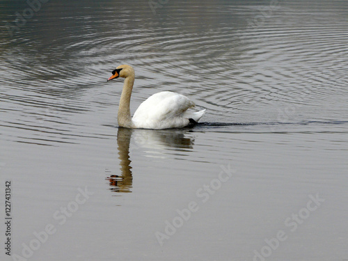 Schwan