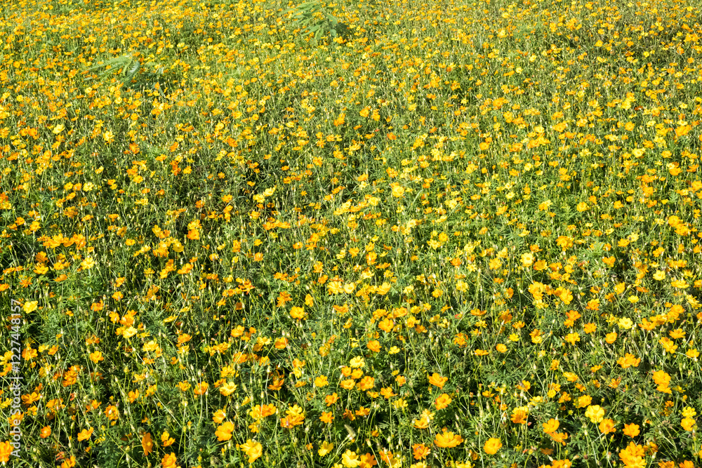 Fototapeta premium Beautiful sulfur cosmos (cosmos sulphureus) flowers.