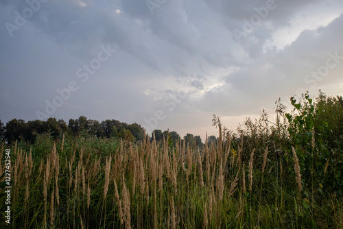 Bathed in the soft light of early morning, this peaceful rural field stands untouched, with tall grasses swaying gently in the breeze.
