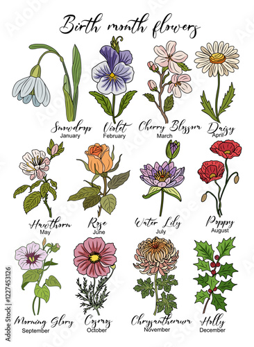 Set of Birth month flowers colored line art vector illustrations. Snowdrop, violet, hawthorn, rose, daisy, poppy, cosmos, water lily, chrysanthemum drawings for tattoo, logo, wall art.