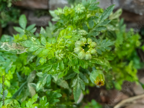Common diseases in marigold plant leaves spider mites fungal
