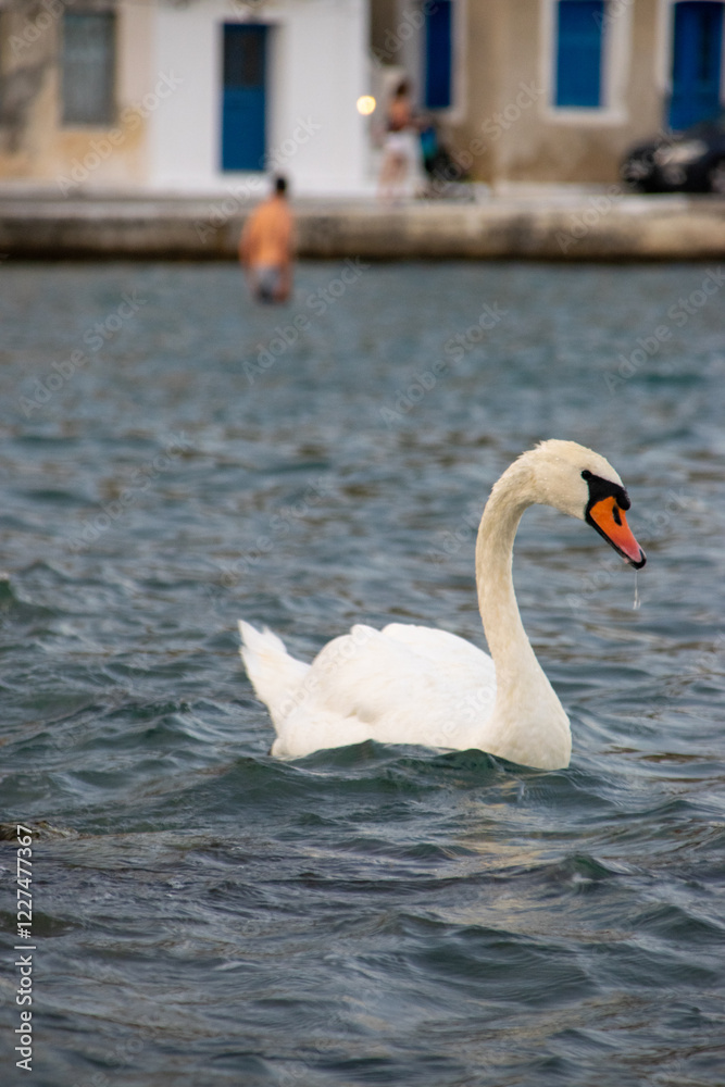 Fototapeta premium A graceful swan glides effortlessly on the sea's gentle waves. Its pristine feathers glisten in the sunlight, and its serene presence beautifully contrasts with the vast expanse of the ocean. The rhyt