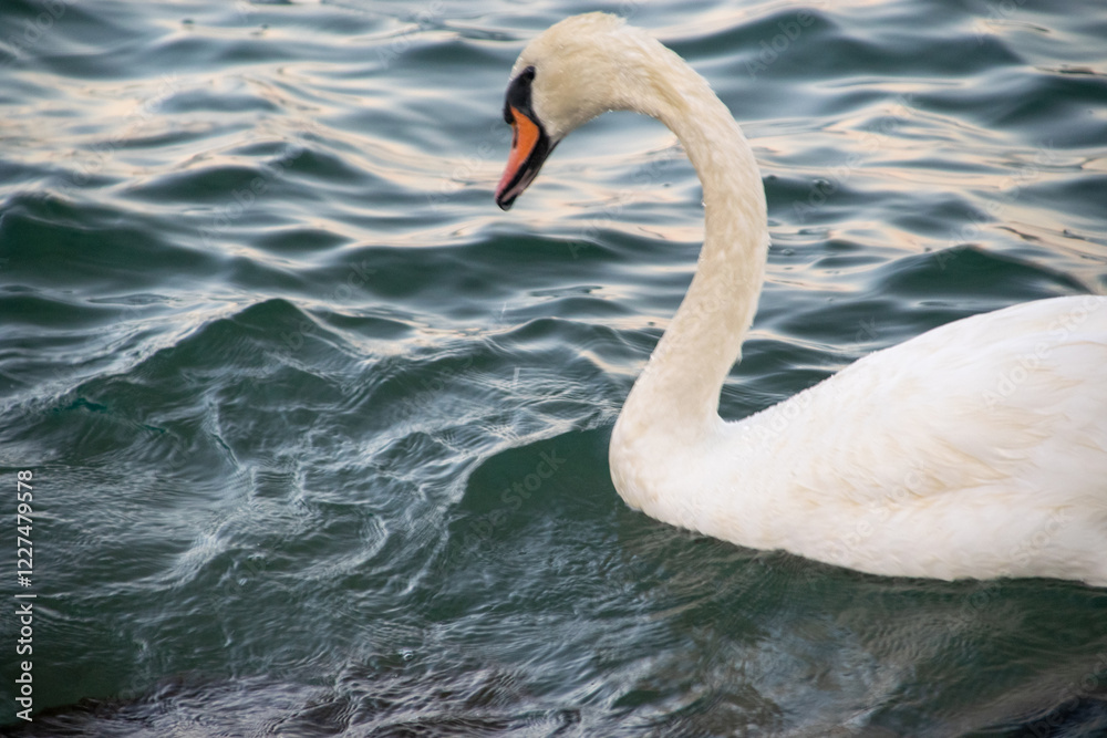Obraz premium A graceful swan glides effortlessly on the sea's gentle waves. Its pristine feathers glisten in the sunlight, and its serene presence beautifully contrasts with the vast expanse of the ocean. The rhyt