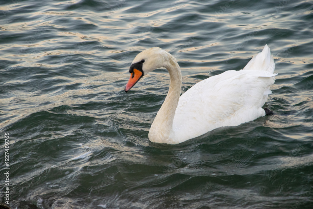 A graceful swan glides effortlessly on the sea's gentle waves. Its pristine feathers glisten in the sunlight, and its serene presence beautifully contrasts with the vast expanse of the ocean. The rhyt A graceful swan glides effortlessly on the sea's gentle waves. Its pristine feathers glisten in the sunlight, and its serene presence beautifully contrasts with the vast expanse of the ocean. The rhyt