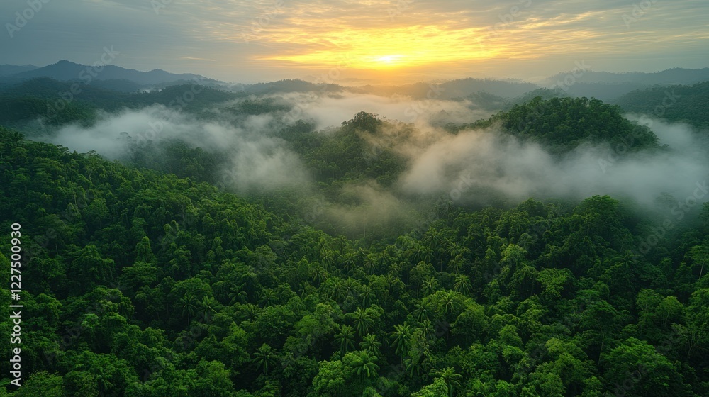 Aerial view of lush green rainforest canopy with morning mist and sunrise glow over misty mountains Aerial view of lush green rainforest canopy with morning mist and sunrise glow over misty mountains