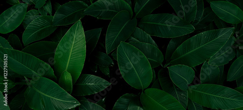 Natural leaves, dark green tropical forest, nature background illustration concept.
