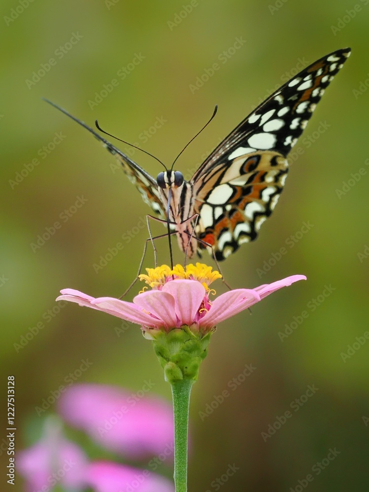 Obraz premium Potrait Beautiful tropical lovely butterfly sitting bright yellow tropical flower on blur green background macro, 29 January 2025 Indonesia