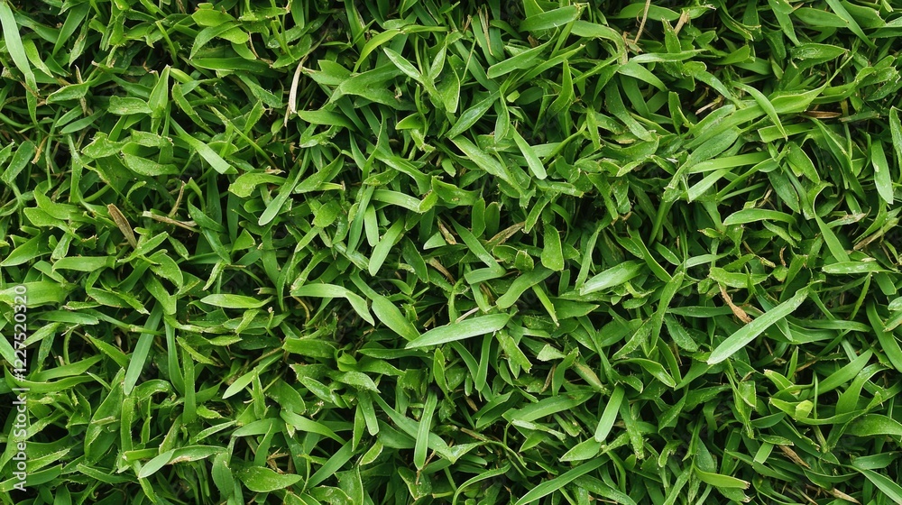 Close-up of healthy, vibrant green grass with visible texture and moisture, under soft daylight, no people Close-up of healthy, vibrant green grass with visible texture and moisture, under soft daylight, no people