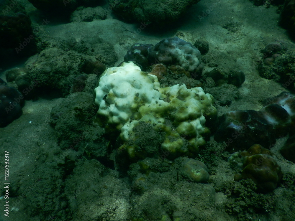 Obraz premium The reef and aquatic animal : A shallow reef is a sunlit underwater paradise teeming with colorful corals, tropical fish, sea turtles, and other marine creatures, thriving in warm, clear waters