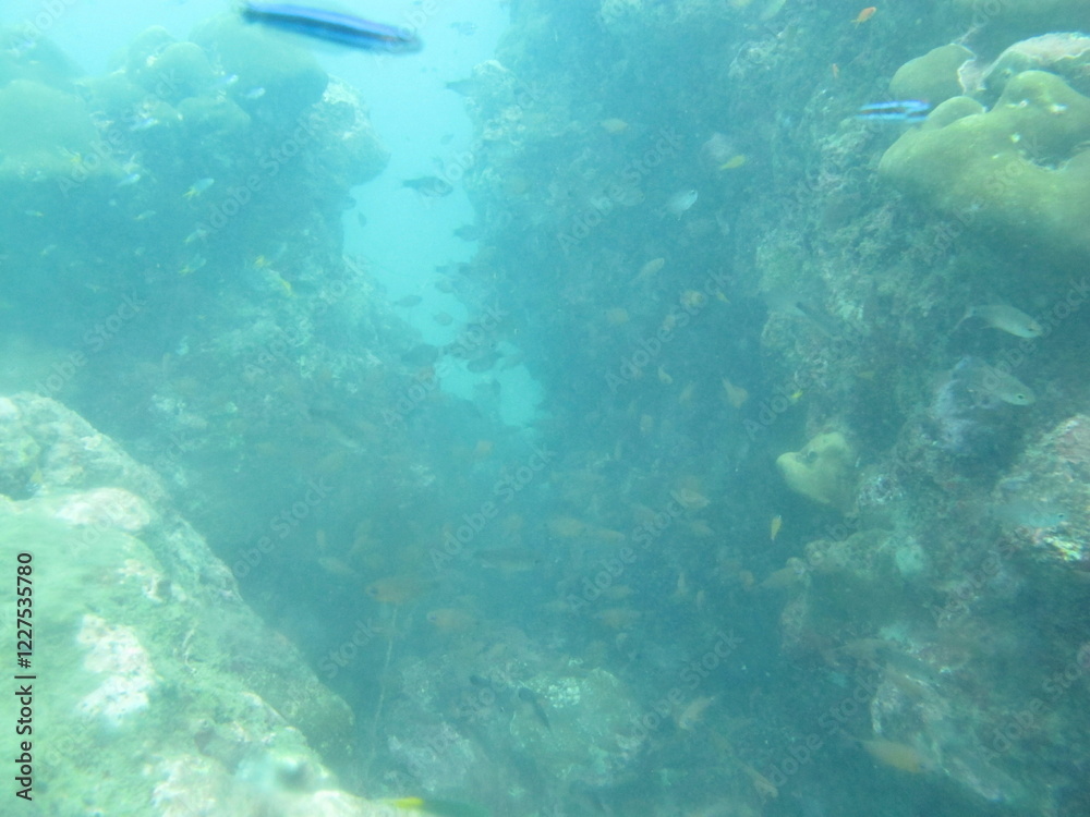 Obraz premium The reef and aquatic animal : A shallow reef is a sunlit underwater paradise teeming with colorful corals, tropical fish, sea turtles, and other marine creatures, thriving in warm, clear waters
