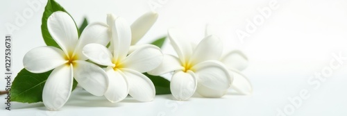 Several jasmine flowers, pristine white, on white , jasmine, freshness