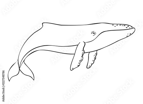 Blue whale, Vector cetaceans fish, Underwater animal outline painted by black inks. Hand drawn illustration of Aquatic placental marine mammal with flippers and tail. Etching of underwater fish