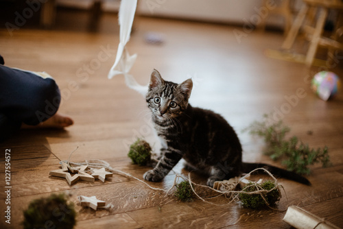 A playful kitten among Christmas decorations. An authentic countryside home with genuine wooden decorations, wooden stars, and moss balls.