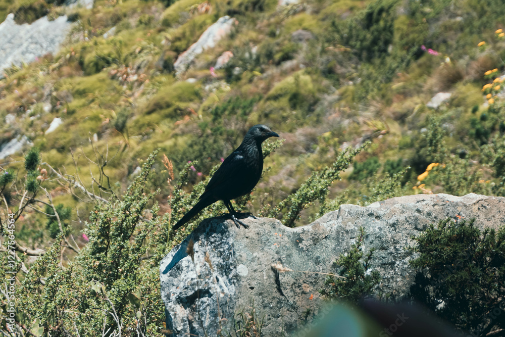 Fototapeta premium Red-winged starling, black bird, Table mountain, South Africa, nature