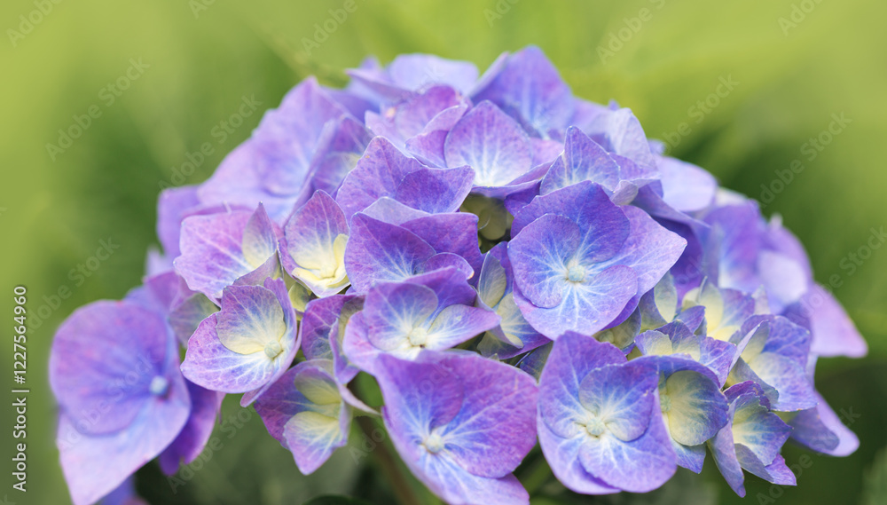 Purple hydrangea flowers isolated on green. Purple hydrangea flowers isolated on green.