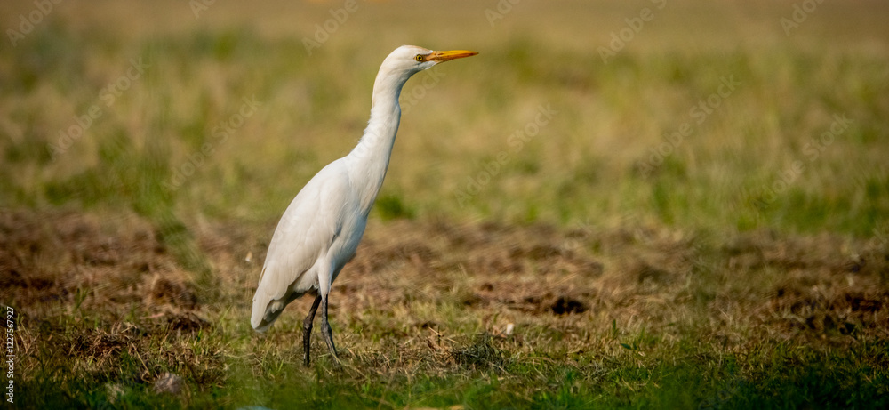 Fototapeta premium Egret Elegance