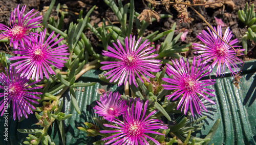 Beautiful blooming magenta succulent flower.