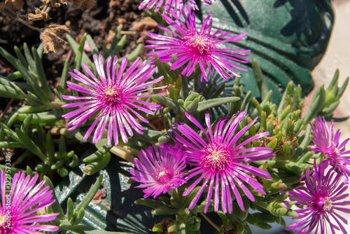 Beautiful blooming magenta succulent flower
