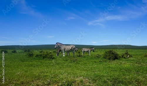 zebras in the savannah, Addo elephant park, Port Elizabeth, Gqeberha, South Africa