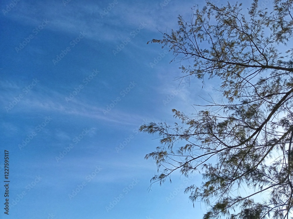 Tree branches and blue sky as background Tree branches and blue sky as background