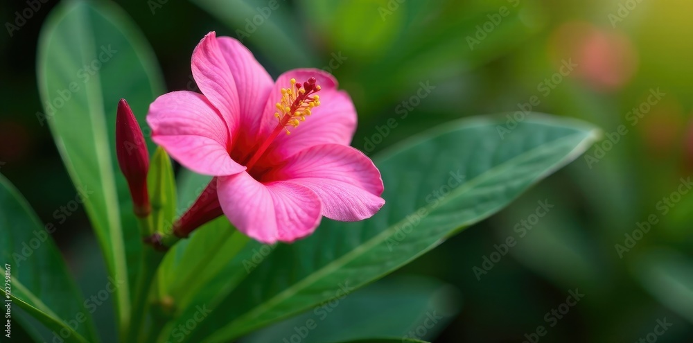 Exotic pink adenium flower in a tropical garden, plant, florals, exotic Exotic pink adenium flower in a tropical garden, plant, florals, exotic