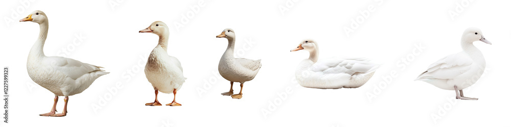 Collection of white duck isolated on transparent background Collection of white duck isolated on transparent background