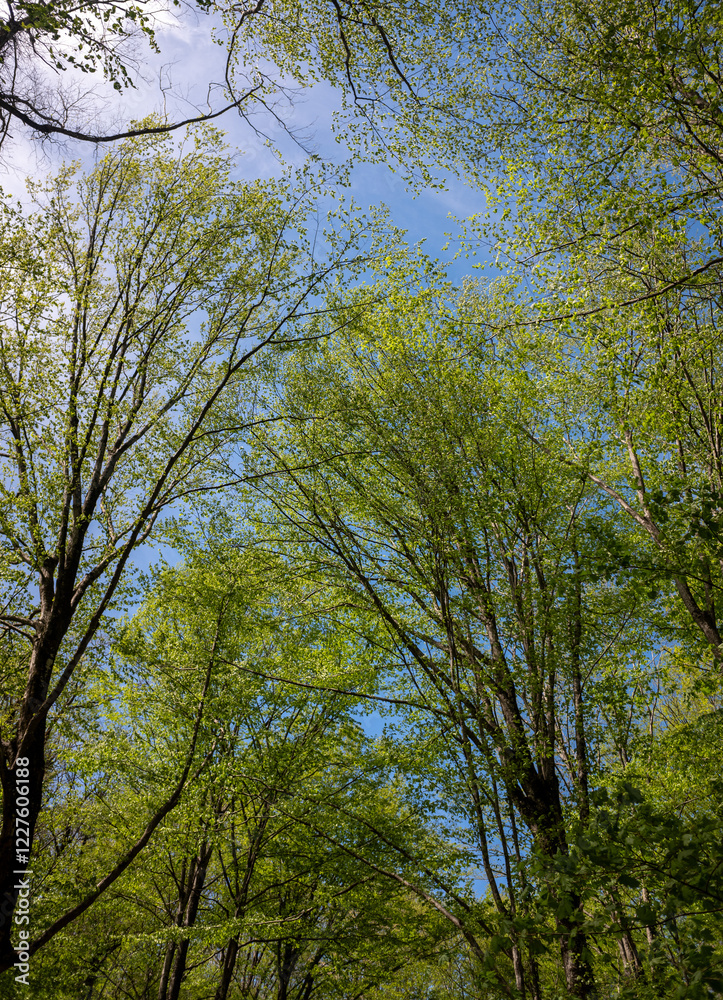 Green leaves against the blue sky under the sun. Summer forest landscape. Green leaves against the blue sky under the sun. Summer forest landscape.