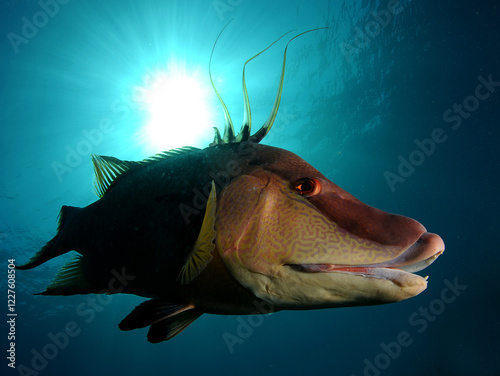 Hogfish swimming off Florida