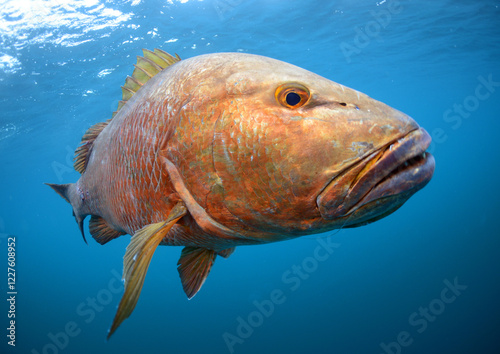 Cubera snapper swimming off Florida