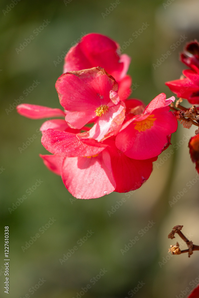 A red flower with yellow spots is in the foreground A red flower with yellow spots is in the foreground