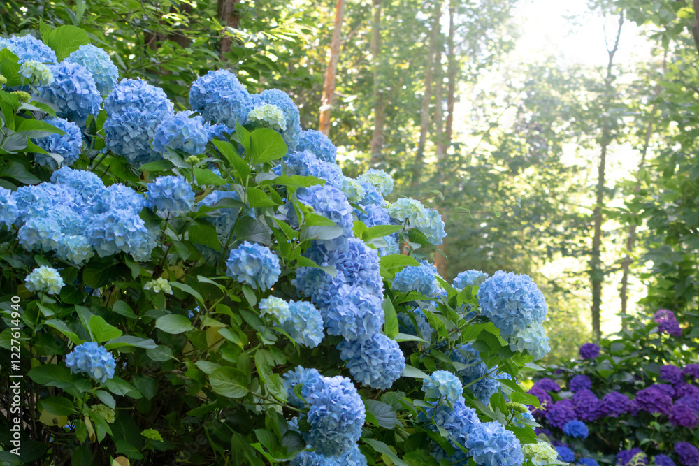 Light blue and dark purple hydrangea flowering plants in the forest garden Light blue and dark purple hydrangea flowering plants in the forest garden