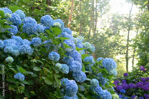 Fototapeta Naklejka Na Ścianę i Meble -  Light blue and dark purple hydrangea flowering plants in the forest garden