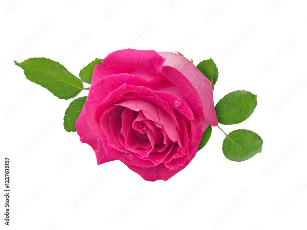 Naklejka premium Pink rose with leaves and water drops isolated transparent png