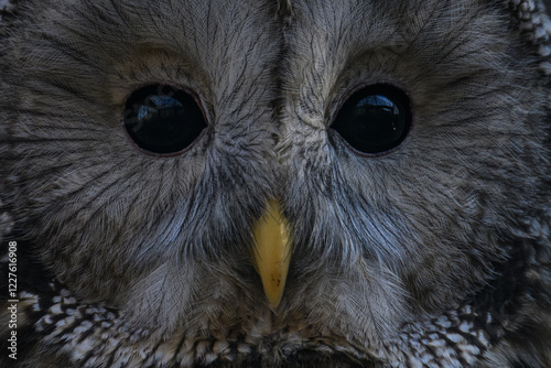 A whitish plover in detail of the eyes and beak.
 photo