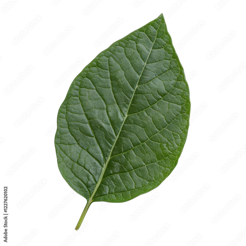 Obraz premium Fresh Sage Leaves on White on transparent background