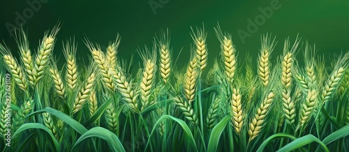 Lush Green Wheat and Barley Field Under a Clear Sky with Ample Empty Space for Text and Branding in a Farmland Setting photo