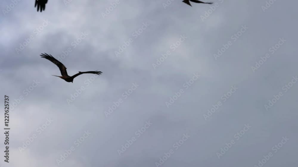 Red Kite (Milvus milvus) in flight in slow motion Red Kite (Milvus milvus) in flight in slow motion