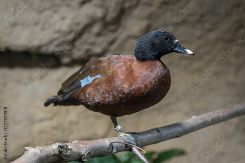 Congo Muscovy duck on a branch indoors.
