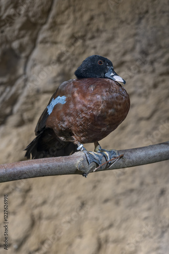Congo Muscovy duck on a branch indoors.
