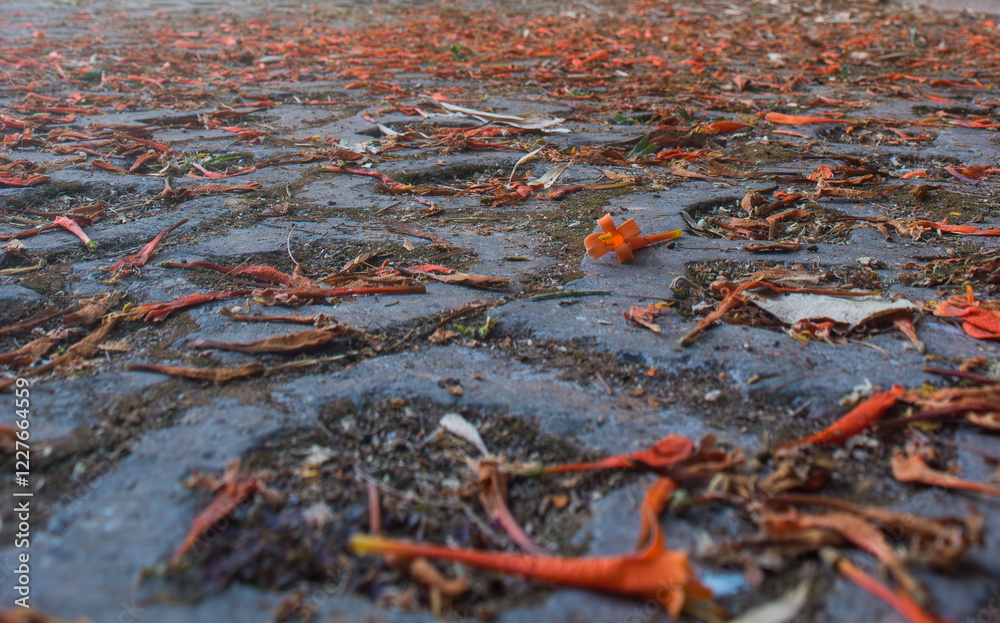 Park concrete block floor covered with dry leaves and fallen orange flowers of tropical plant
Park concrete block floor covered with dry leaves and fallen orange flowers of tropical plant